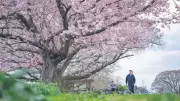 Japonya'da Sakura Zamanı Başladı: Çiçekler Mart Sonunda Zirve Yapacak