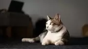 Kediler Neden Aniden Yalnız Kalmak İster? Şaşırtıcı Sebepler Açıklandı