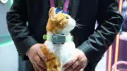 PetPhone ile Evcil Dostlarınız Artık Hep Yanınızda!