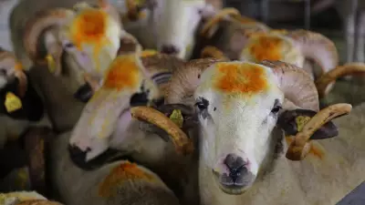 2026 Kurban Bayramı ne zaman? Tatil 9 gün olacak mı?