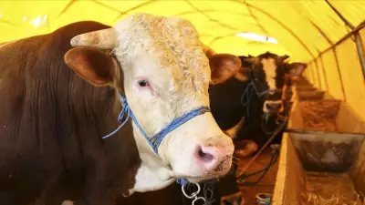 2026 Kurban Bayramı Tarihleri Belli Oldu: Tatil 9 Gün Olabilir Mi?