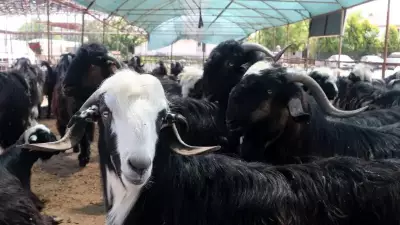 2026 Kurban Bayramı Tatili Kaç Gün Olacak? 9 Günlük Tatil İhtimali Gündemde