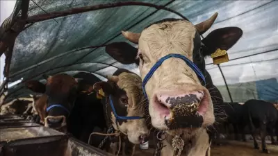 2026 Kurbanlık Fiyatları Açıklandı: Büyükbaş ve Küçükbaş Hisseler Ne Kadar?