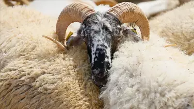 2026 Kurbanlık Fiyatları Belli Oldu: Büyükbaş ve Küçükbaş Ne Kadar?