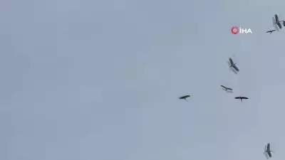 Adana Kozan'da Leylek Göçü Gökyüzünde Görsel Şölen Oluşturdu