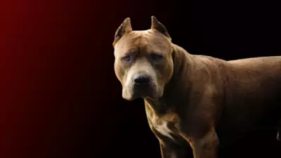 Ankara'da Savcıya Köpekli Saldırı: Şüpheli 'Saldır, Isır' Talimatı Verdi