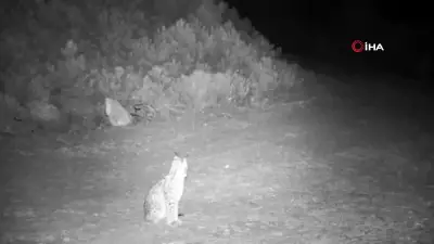 Çankırı'da Nesli Tehlike Altındaki Vaşaklar Fotokapanla Görüntülendi