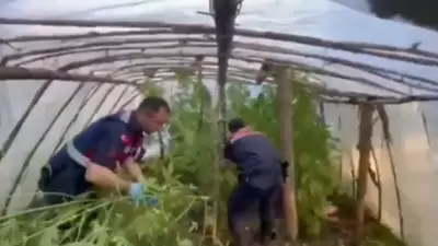 Antalya'da Serada Dev Uyuşturucu Operasyonu: 11 Kilo Skunk Ele Geçirildi