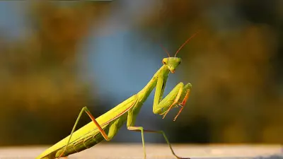 Avrupa'yı İstila Eden Dev Peygamberdeveleri Ekosistemi Tehdit Ediyor