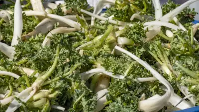 Bahçenizdeki Bu Yabani Otu Atmayın: Kilosu Altınla Yarışıyor, Faydaları İnanılmaz