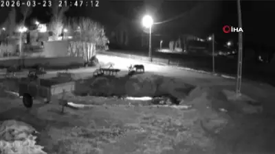 Bayburt'ta Kış Uykusundan Uyanan Ayılar Köylere İndi, Arı Kovanlarına Zarar Verdi