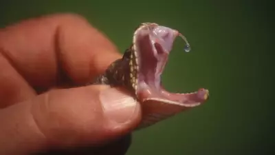 Bilim Dünyasını Şaşırtan Deney: Yılan Isırıkları Evrensel Panzehir Geliştirmeye Yardımcı Olabilir