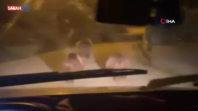 Devrek'te Aç Kalan Ayılar Köy Merkezine İndi, Anlar Cep Telefonuyla Kaydedildi