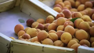 Dünyanın en iyi 12 kayısısı açıklandı: Malatya kaçıncı sırada?