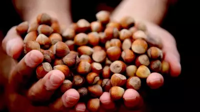 Düzce'den Dünyaya Fındık İhracatı Rekor Kırıyor: 2025 Hedefleri Aşıldı