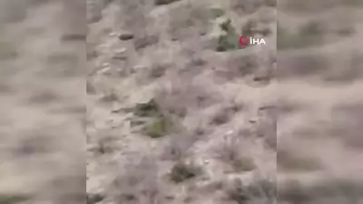 Elazığ'da Çoban Köpeği Ayıyı Kovalamaya Başladı, Köylüler Anları Kaydetti