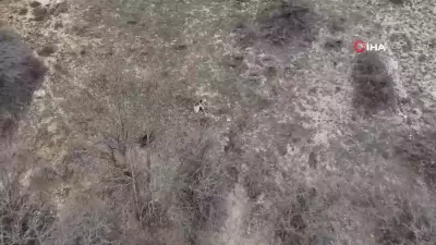 Erzincan'da Baharın Müjdecisi: Kış Uykusundan Uyanan Ayılar Drone ile Görüntülendi