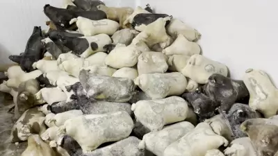 Erzincan'ın Lezzet Hazineleri Tulum Peyniri ve Cimin Üzümü 'Slow Food Ark of Taste' Listesinde