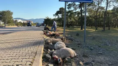 Fethiye'de Motosiklet Koyun Sürüsüne Çarptı: 8 Koyun Öldü, Sürücü Yaralandı