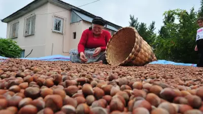 Fındık İhracatında İlk Çeyrekte 658 Milyon Dolarlık Gelir Elde Edildi