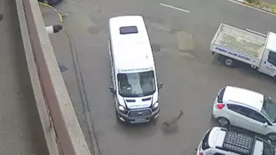 Görele'de Araçlara Çarpan Yaralı Karaca Derede Bulundu, Tedaviye Alındı