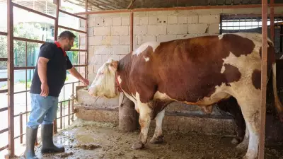 Hatay'da 1 ton 130 kilogramlık dana 450 bin liraya satışta