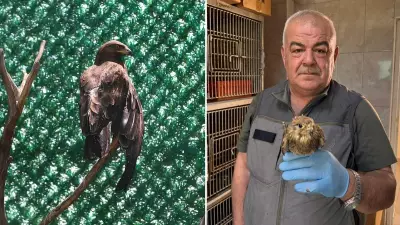 Hatay'da yaralı göçmen kuşlar tedavi edilip doğaya salınıyor