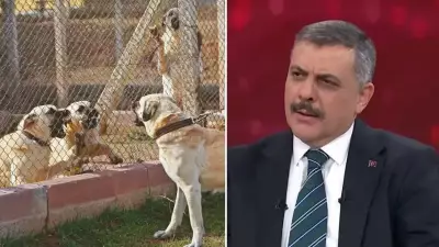 İçişleri Bakanı Çiftçi: Sahipsiz Köpeklerin Yüzde 75'i Sokaklardan Alındı