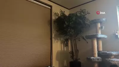 Japonya'da 6.2 Büyüklüğünde Deprem: Tsunami Riski Yok