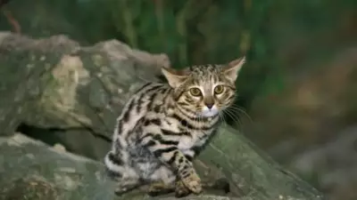 Kaplanları Unutun! Dünyanın En Tehlikeli Kedisi Küçücük Bir Tür: Kara Ayaklı Kedi