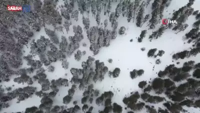 Kars'ta Sarıçam Ormanları Nisan Ayında Beyaza Büründü, Çiftçiler Endişeli