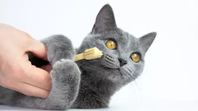 Kediler Diş Fırçasıyla Taranınca Şaşırtan Tepkiler Veriyor