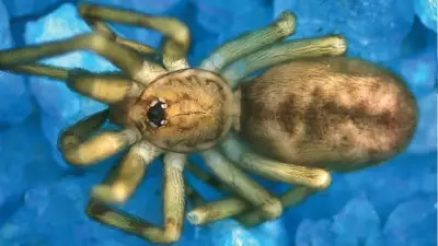 Kolombiya'da dev avcısı Pink Floyd örümceği keşfedildi