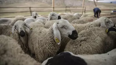 Kırsalda Bereket Küçükbaşa Destek Projesi: 2 Yıl Faizsiz Kredi ve 180 Bin TL Bakım Desteği