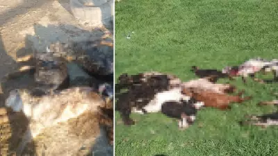 Kütahya'da Kurt Saldırısı: 25 Küçükbaş Hayvan Telef Oldu