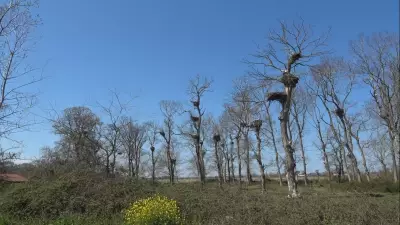 Leylek Ormanı Baharla Şenlendi: Afrika'dan Gelen Misafirler Görenleri Büyülüyor