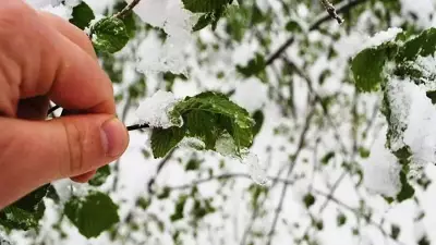 MGM'den Kritik Zirai Don Uyarısı: 8-11 Nisan'da İç Kesimlerde Etkili Olacak