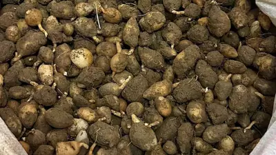 Mor altın bitkisini toplayana 700 bin lira ceza: Dokunmak bile servet değerinde