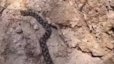 Nesli Tehlike Altındaki Kafkas Burunlu Engerek Bolu'da Görüntülendi