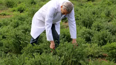 NKÜ Efsane adıyla tescillenen yerli korunga kuraklığa dayanıklı