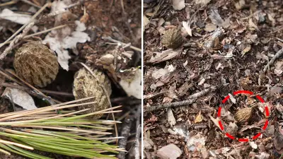 Orman yangını sonrası kuzugöbeği mantarı bolluğu: Köylüler her gün 100 km yol yapıyor