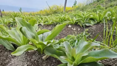 Samsun'da 600 Soğanla Başlayan Ak Zambak Mucizesi: Dünya Pazarına Açılıyor