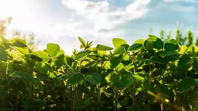 Sebzelerdeki Gizli Tehlike: Bilim İnsanları 'Yeni Kirleticiler' Konusunda Uyardı