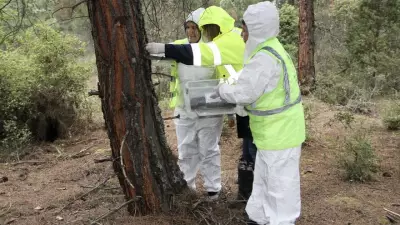 Sinop'ta Çam Kese Zararlısına Karşı 10 Bin Avcı Böcek Doğaya Salındı