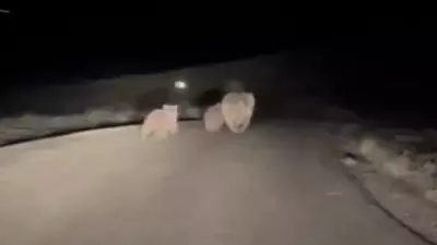 Sivas'ta Kış Uykusundan Uyanan Anne Ayı ve Yavruları Yolda Görüntülendi