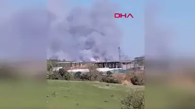 Son Dakika: Beykoz'da Orman Yangını Çıktı, Müdahale Sürüyor