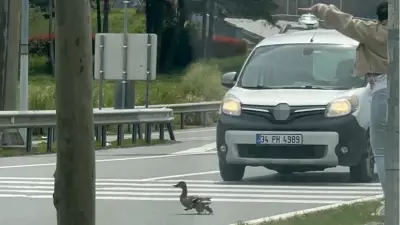 İstanbul'da Ördek Ailesinin Güvenli Geçişi İçin Trafik Durduruldu