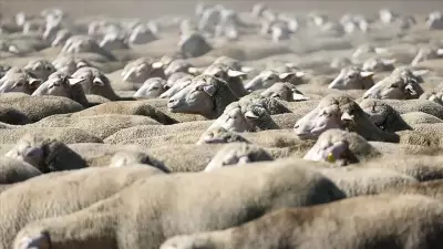 TİGEM'den 600 küçükbaş hayvan satışı için ihale