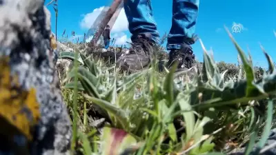 Toplaması Sabır Testi: Kenger Bitkisi Her Derde Deva