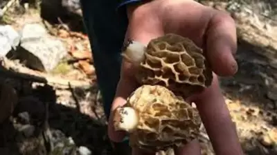 Toroslar'da Kuzugöbeği Sezonu Başladı: Nadir Mantarın Kilosu 1.500 Lira